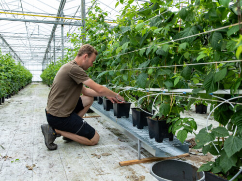 BerryBrothersRoggelaugustus2025-67